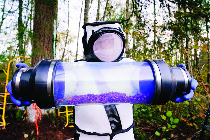 TOPSHOT - Sven Spichiger, Washington State Department of Agriculture managing entomologist, displays a canister of Asian giant hornets vacuumed from a nest in a tree behind him on October 24, 2020, in Blaine, Washington. - Scientists in Washington state discovered the first nest earlier in the week of so-called murder hornets in the United States and worked to wipe it out Saturday morning to protect native honeybees. Workers with the state Agriculture Department spent weeks searching, trapping and using dental floss to tie tracking devices to Asian giant hornets, which can deliver painful stings to people and spit venom but are the biggest threat to honeybees that farmers depend on to pollinate crops. (Photo by Elaine Thompson / POOL / AFP)