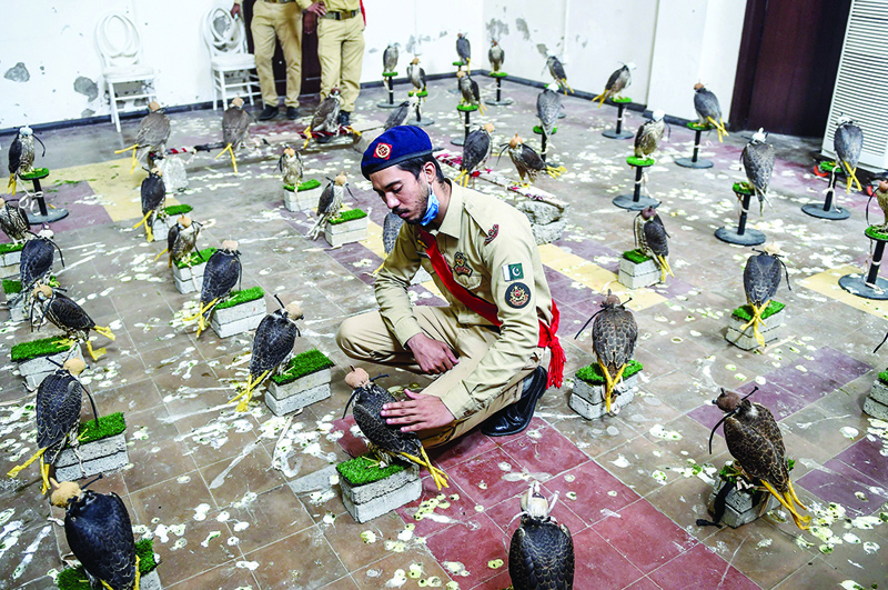 TOPSHOT - A custom official touches a falcon that was recovered from illegal captivity, kept in a room with others during a press briefing with customs authoritiesin Karachi on October 17, 2020. (Photo by Rizwan TABASSUM / AFP)