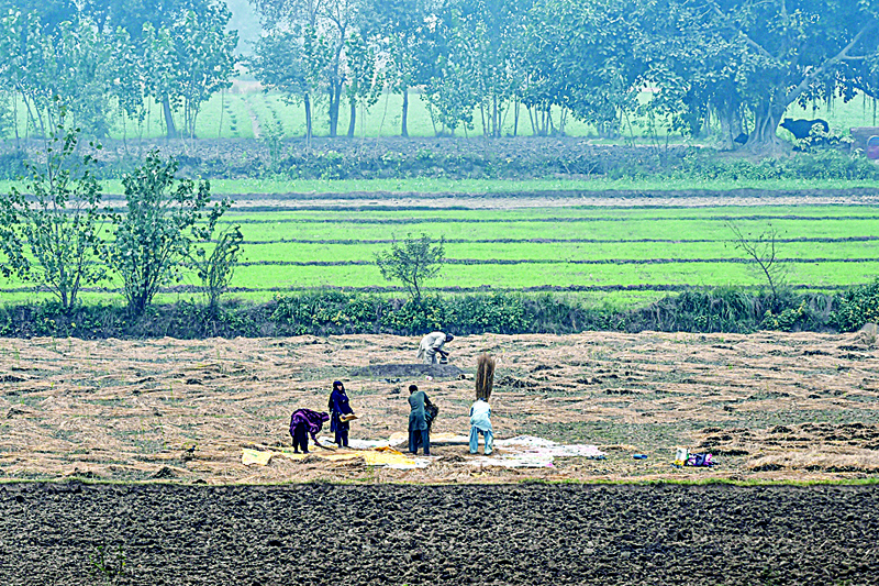 Farmers work in a rice field after harvesting the crops in Lahore on November 14, 2020. (Photo by Arif ALI / AFP)