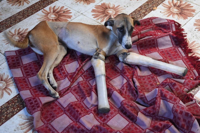 Rocky, a female dog who lost her front legs in a train accident, rests at the People For Animal Trust in Faridabad on November 17, 2020. - A street dog that had its front legs after being run over by a train in northern India has found a new home in Britain after enduring a year of surgeries and learning to walk again with new prosthetics. (Photo by Money SHARMA / AFP)
