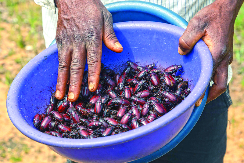 Earnmore Chikavaza, a villager, shows off his bountiful harvest of mandere (chafer beetles, also called Christmas beetles) in a dish after a successful search for the protein-rich edible insects in Mhondoro, Zimbabwe,  on December 16, 2020. - In Zimbabwean towns, food tastes have become westernised, but in the countryside, there remains a time-honoured tradition of eating insects, mopani worms and white ants -- the bounty of rich soil and luxuriant vegetation. (Photo by Jekesai NJIKIZANA / AFP)