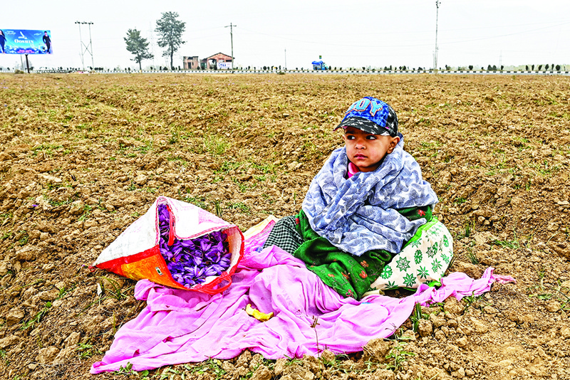 In this picture taken on November 1, 2020, a boy sits near a bag filled with saffron flowers in a saffron field as farmers work nearby in Pampore, south of Srinagar. - Dry conditions blamed on climate change have seen yields of the world's most expensive spice by weight down by half in the last two decades, threatening the future of a cash crop that has brought wealth to the region for 2,500 years. (Photo by Tauseef MUSTAFA / AFP) / To go with AFP story India-Kashmir-economy-climate-saffron, FOCUS by Parvaiz Bukhair