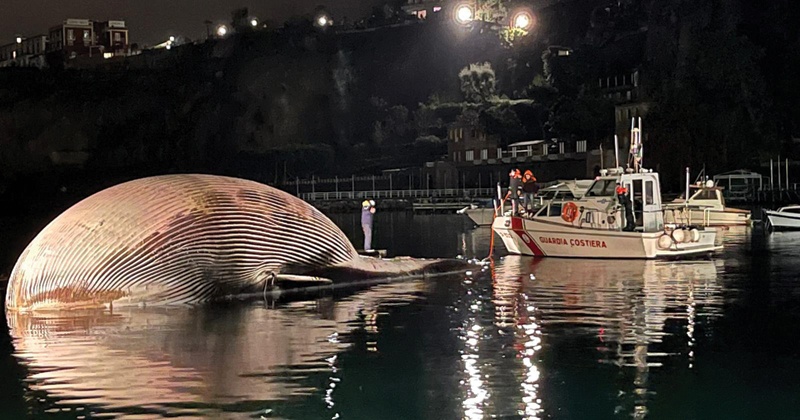 A photo shows the carcass of a huge dead whale (left) in the port of the Sorrento, south of Naples, as it's being towed away by the Italian Coast Guards towards the port of Naples, were the cause of death will be studied.-AFP n
