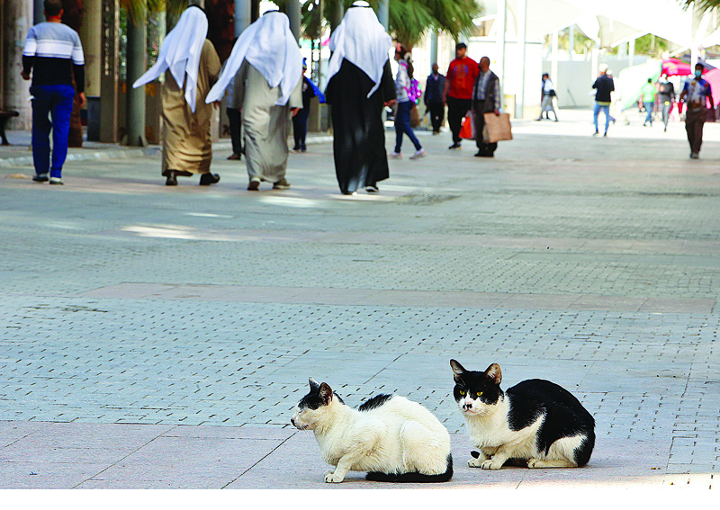 Stray cats wander as people are seen in the background in a market in Kuwait City on December 9, 2020. (Photo by YASSER AL-ZAYYAT / AFP)