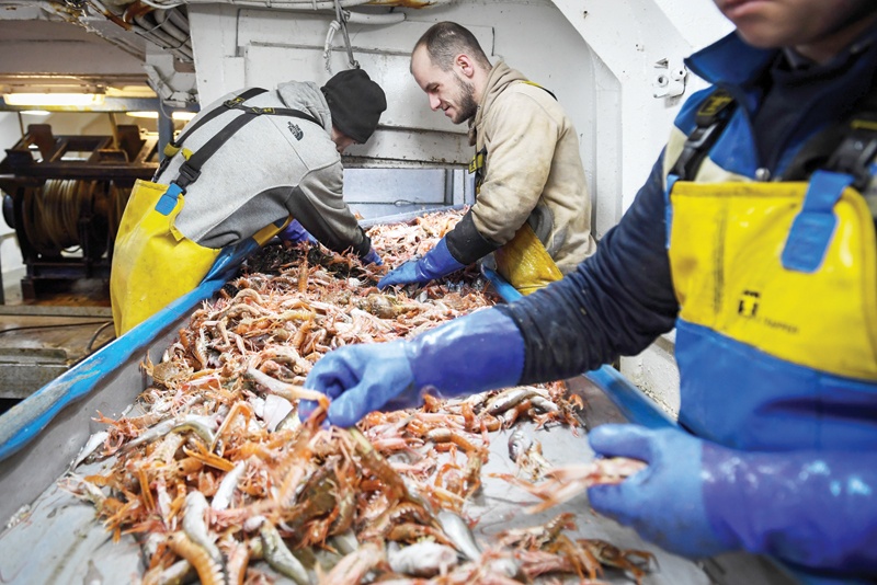 In this file photo, members of the crew of the trawler 'Good Fellowship' process the day's catch after berthing in Eyemouth Harbour in the Scottish Borders. - AFPnnn