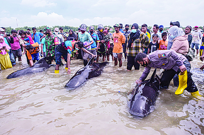 People try to save short-finned pilot whales beached in Bangkalan, Madura Island as some 49 pilot whales have died after a mass stranding on the coast of Indonesia's main island of Java that sparked a major rescue operation.-AFPn