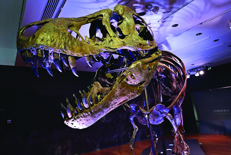 In this file photo A Tyrannosaurus rex (T-Rex) skeleton, named STAN is on display during a press preview at Christie's Rockefeller Center in New York City.-AFP 