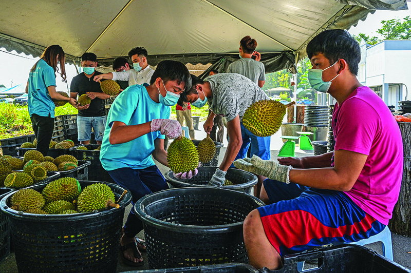 RAUB, Malayasia: Workers inspecting the quality of durians at a collecting center in Raub in Malaysia's Pahang state as traders become more reliant on China's appetite for the world's smelliest fruit. - AFPn