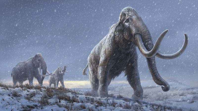 This handout illustration obtained yesterday shows a reconstruction of the steppe mammoths that preceded the woolly mammoth, based on the genetic knowledge we now have from the Adycha mammoth. – AFP n