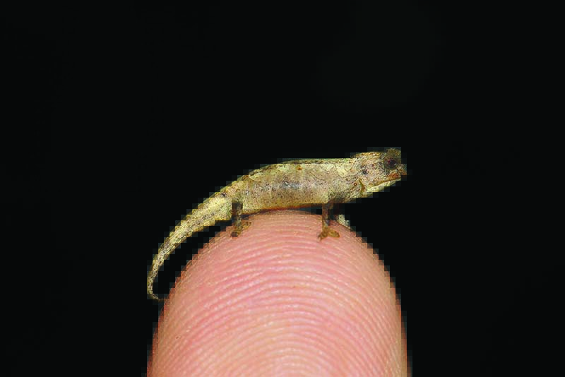 The chameleon “Brookesia nana”, identified as Earth’s smallest known reptile, is seen in Madagascar. -— AFP