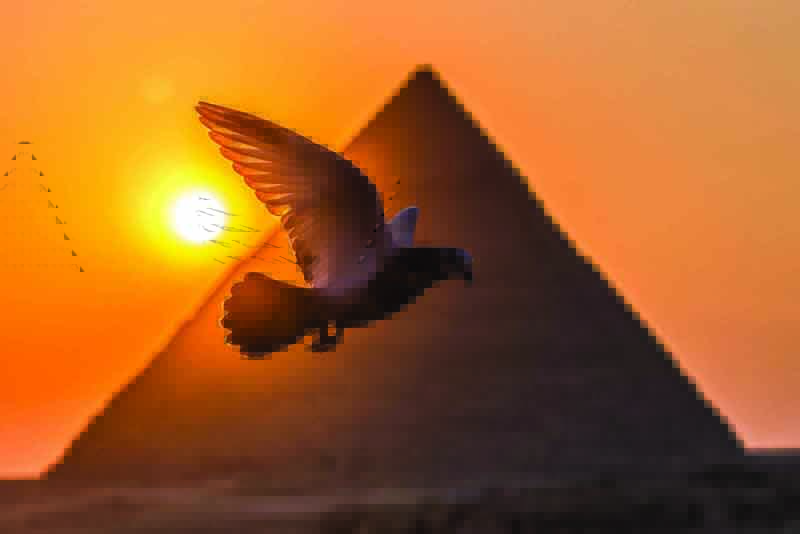 A pigeon flies in the sky above the Egyptian capital's twin city of Giza, with the Pyramid of Khafre (Chephren) in the background. -AFP photosn