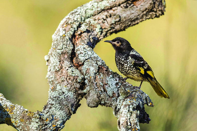 This undated handout photo shows a rare Australian songbird, a female regent honeyeater, at the Capertee National Park in New South Wales.-AFP n
