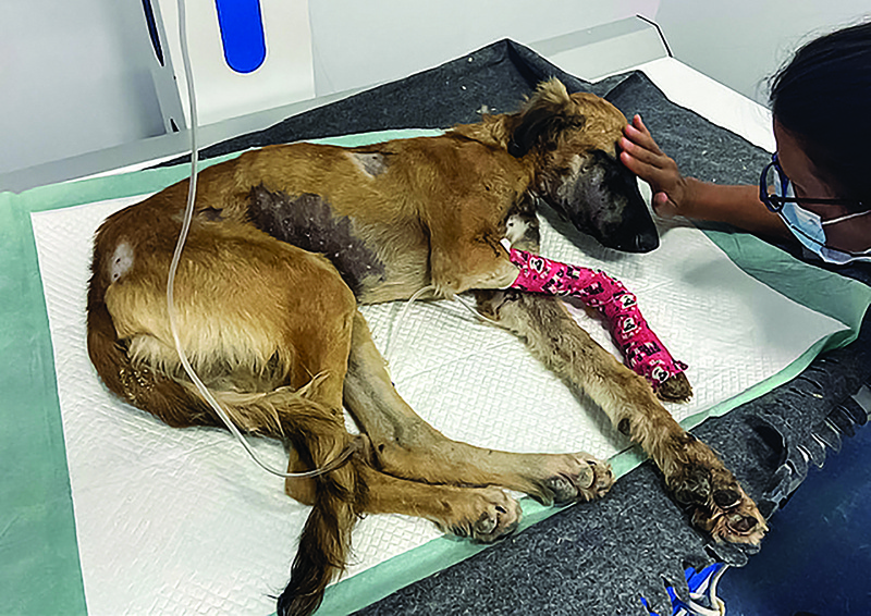 An undated recent handout image shows a stray dog rescued by a volunteer after suffering from a broken leg and several gunshot wounds, in Qatar's capital Doha.-AFP photosn