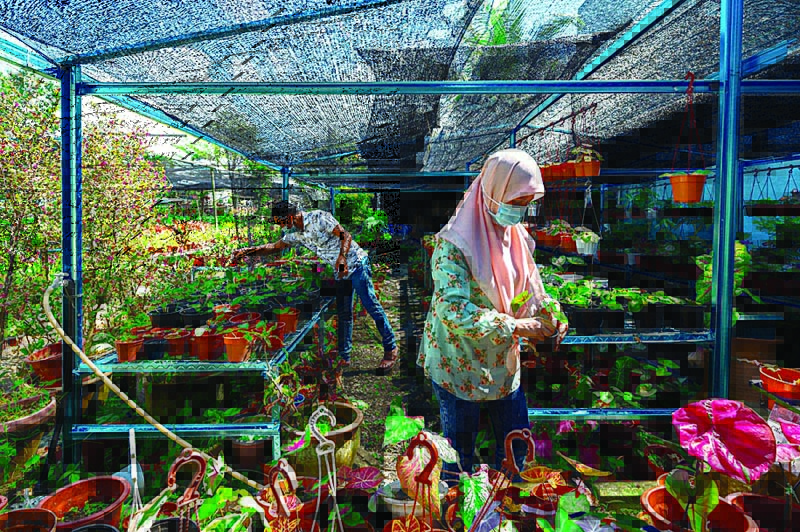 This picture taken on March 8, 2021 shows Zalina Bakar and Daud Kasim inspecting caladium plants for sale at their nursery in Sungai Besar outside Kuala Lumpur. - AFP photosn