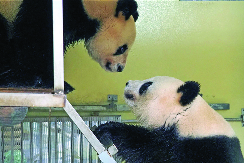 Female panda Huan Huan (left) and male panda Huan Zi meet during an attempt to mate the pair in their enclosure at the Beauval Zoo in Saint-Aignan, Central France.-AFP photosn