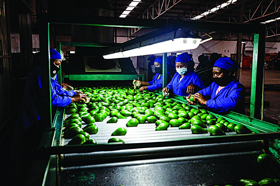 TZANEEN: Employees at the Afrupro packaging warehouse work on an avocado packing line on March 8, 2021. —AFP
