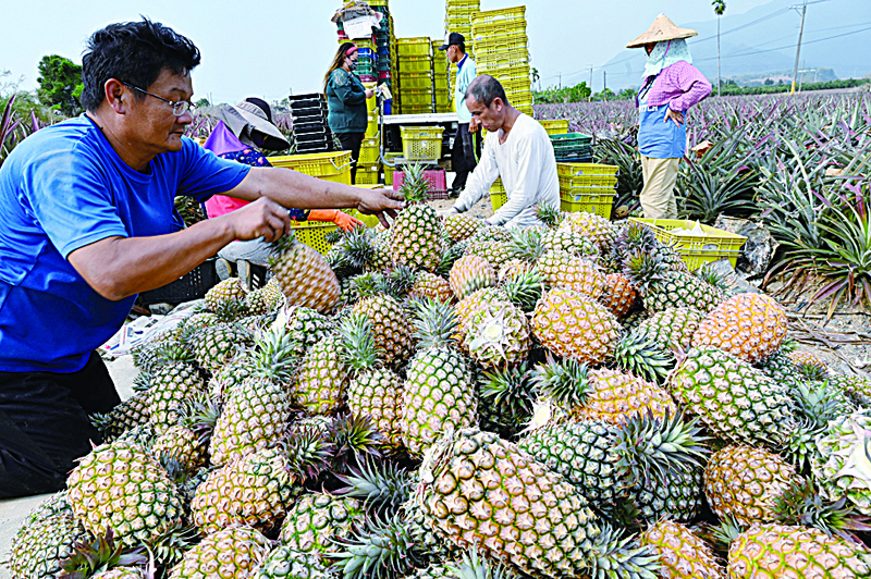 TAIPEI: Farmers harvesting pineapples in Pingtung county. A Chinese ban on pineapple imports from Taiwan has sparked a flood of patriotic buying of the fruit and forced restaurants to come up with inventive new menu choices, but it has also left many questioning Taipei's overwhelming economic reliance on its giant neighbor. - AFPn