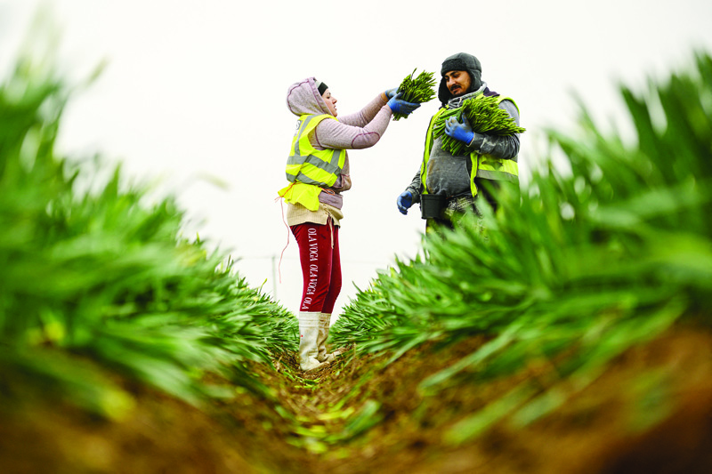 Migrant worker flower pickers from Romania harvest daffodils on Taylors Bulbs farm near Holbeach in eastern England, on Wednesday. - AFPn