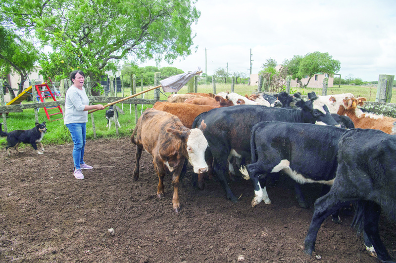 Rosa Correa herds cows to be vaccinated against foot-and-mouth disease in a field in Cerro Pelado, Lavalleja Department, 160 km northeast of Montevideo, Uruguay.-AFPn