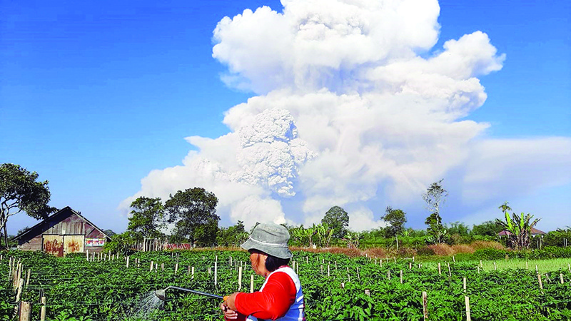 KARO, Indonesia: A farmer tends to a farm as Mount Sinabung spews ash into the sky in North Sumatra yesterday. - AFP n