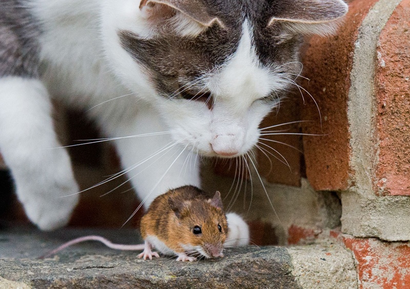 SEHNDE, Germany: In this file photo taken on Dec 20, 2014, a cat plays with a mouse in a farmyard in near Hanover. – AFP n