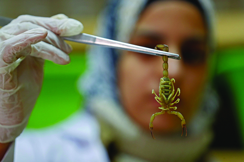 Egyptian pharmacist Nahla Abdel-Hameed catches a scorpion at the Scorpion Kingdom laboratory and farm in Egypt's Western Desert, near the city of Dakhla in the New Valley.-AFP photosn