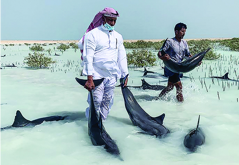 Saudi volunteers guide stranded dolphins by hand to move them from shallow sandy beaches into deeper waters of the Red Sea on Friday. — AFP