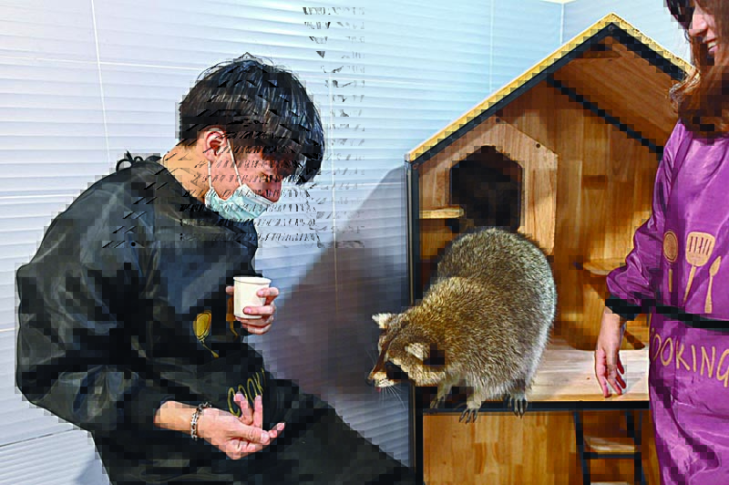 This picture taken on Feb 25, 2021 shows a man preparing to feed a raccoon at a raccoon coffee shop in Shanghai. - AFP photos n