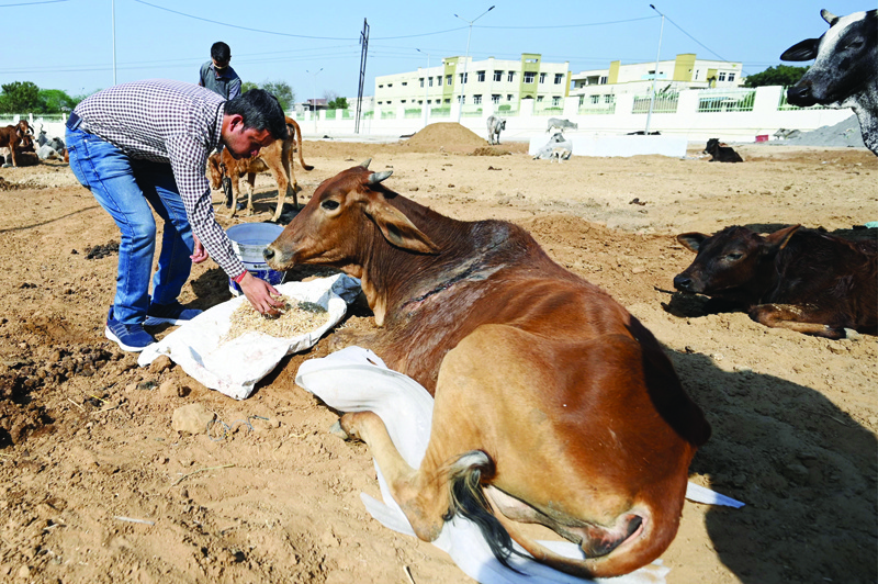 FARIDABAD: President of People for Animal Trust Faridabad Ravi Dubey feeds a cow at the organization's facility in Faridabad. - AFPnnn