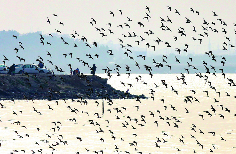KUWAIT: People watch as a flock of birds hover above the Gulf waters, north of Kuwait City, on Friday. - Photo by Yasser Al-Zayyatn