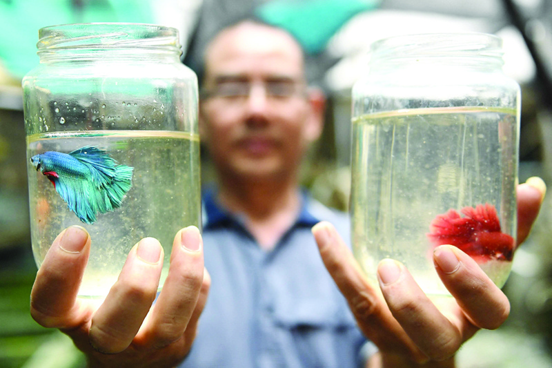 Tran Ngoc Thang poses with Betta fish or Siamese fighting fish raised inside glass jars at his ornamental fish farm in Hanoi.-AFP photosn