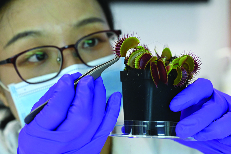 This photograph shows Luo Yifei, PhD student at Nanyang Technological University's (NTU) School of Materials Science and Engineering, attaching an electrode on the surface of a Venus flytrap plant at a laboratory in Singapore, as scientists develop a high-tech system for communicating with vegetation. -AFP photosn