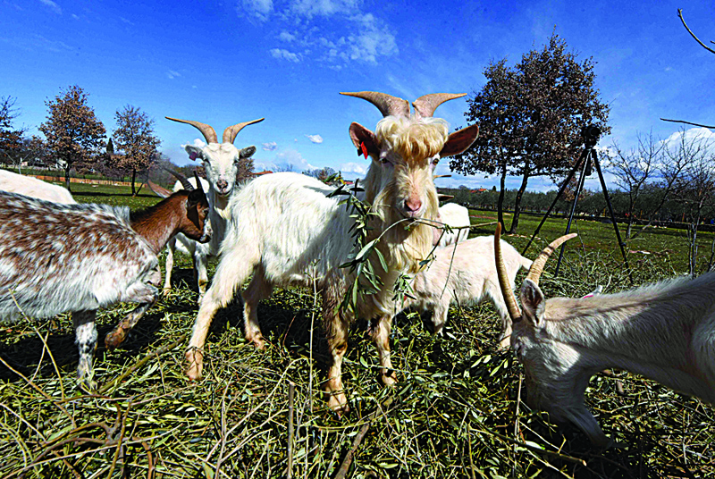 Istrian goats and a buck are seen at a meadow close to Milohanics' family farm house in Veleniki.-AFP photosn