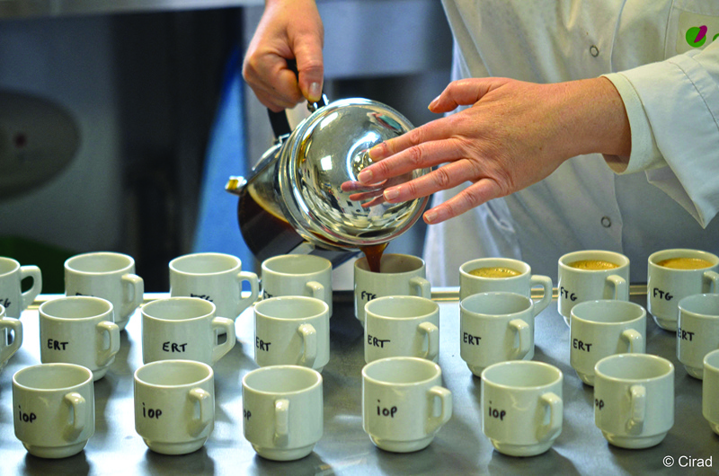 This handout photograph, shows preparations before tasting of Coffea Stenophylla at the French Agricultural Research Centre for International Development (CIRAD) sensory analysis laboratory in Montpellier, southern France.n