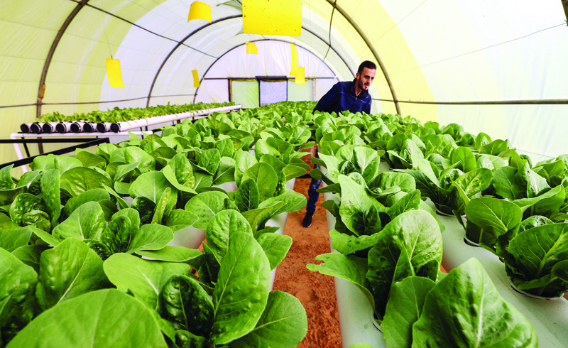 QOUWEA, Libya: (Left) Mounir checks a plantation of hydroponically-grown lettuce in a greenhouse in this small town about 40 km east of the capital Tripoli on March 5, 2021. (Right) Siraj Bechiya stands at the entrance of the greenhouse. - AFP photosn