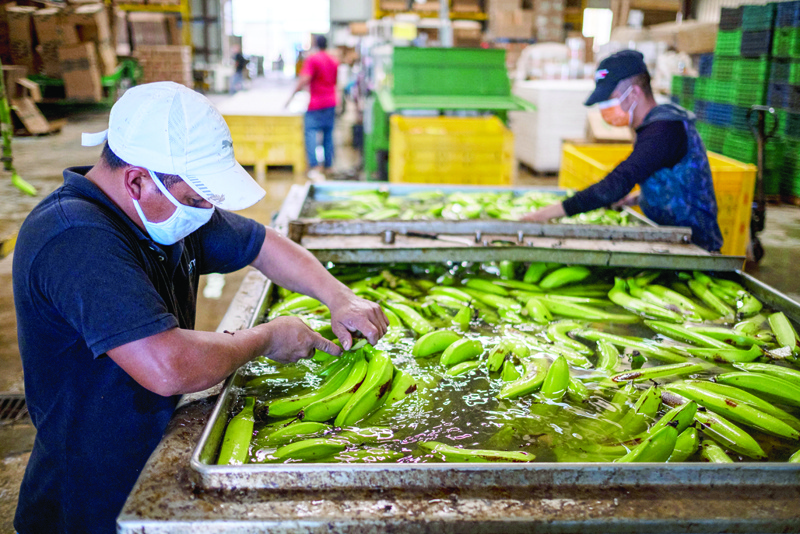 Mexican farmers from Chiapas sort harvested green plantains for distribution at a plantation warehouse in Guanica, Puerto Rico.-afpn
