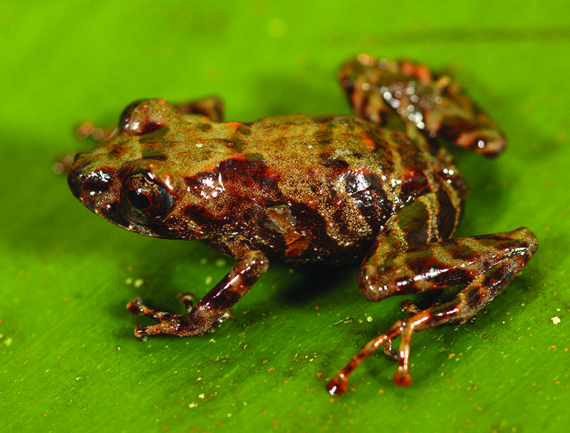 Undated handout picture released by the Peruvian National Service of Protected Natural Areas (SERNANP) of a new species of frog belonging to the Pristimantis-sira species.—AFP n