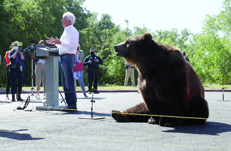 SACRAMENTO, California:  A 1,000 pound Kodiak bear sits behind California Republican Gubernatorial candidate John Cox as he speaks during a campaign rally at Miller Regional Park Tuesday in Sacramento.-AFPn