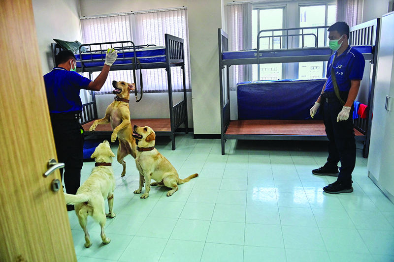 (From left to right) Angel, Bravo and Bobby the K9 retriever dogs play with their handlers in between tests to sniff sweat samples, in order to detect the COVID-19 coronavirus through volatile organic compounds, at the Faculty of Veterinary Science in Chulalongkorn University in Bangkok. — AFP nn