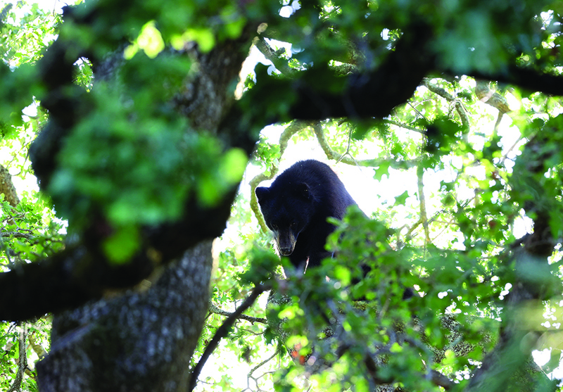 In this file photo a California black bear sits in an oak tree behind a home in San Anselmo, California.—AFP n