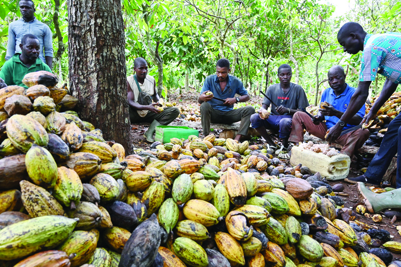 Ivorian cocoa farmers break organic cocoa pods in the plantation in M'brimbo, a village in central Ivory Coast village near Tiassale.-AFPn