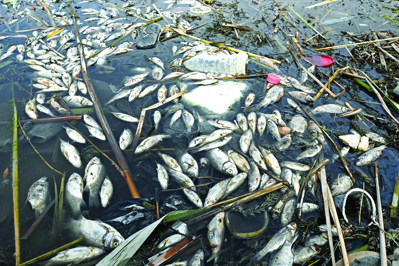 Dozens of rotting fish float on the surface of polluted Iraqi marshes in the southern district of Chibayish.-AFPn