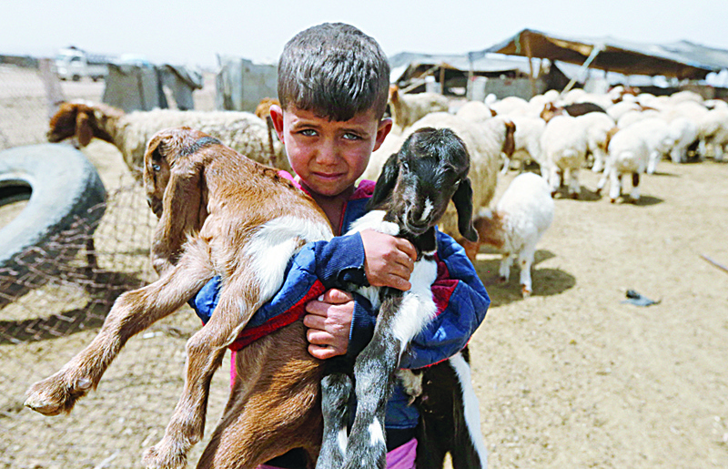 A bedouin boy holds the lambs of Abu Mari, a livestock farmer who raises camels, goats, and sheep, in the village of Ghezlaniah, in the countryside of the Badia region southeast of the capital Damascus.-AFPn