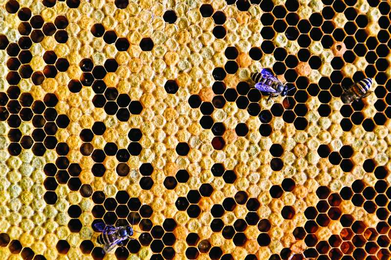 This picture shows rescued bees on a honeycomb in the parking lot of an apartment building in Kuala Lumpur.—AFP photosn
