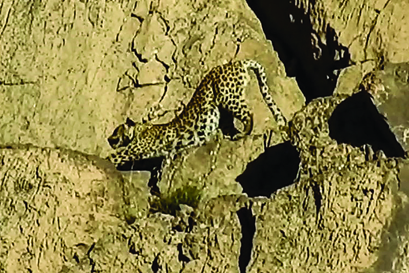 This handout video grab shows a rare Persian leopard (Panthera Tilliana) at the Hazarganji-Chiltan National Park on the outskirts of Quetta.-AFP n