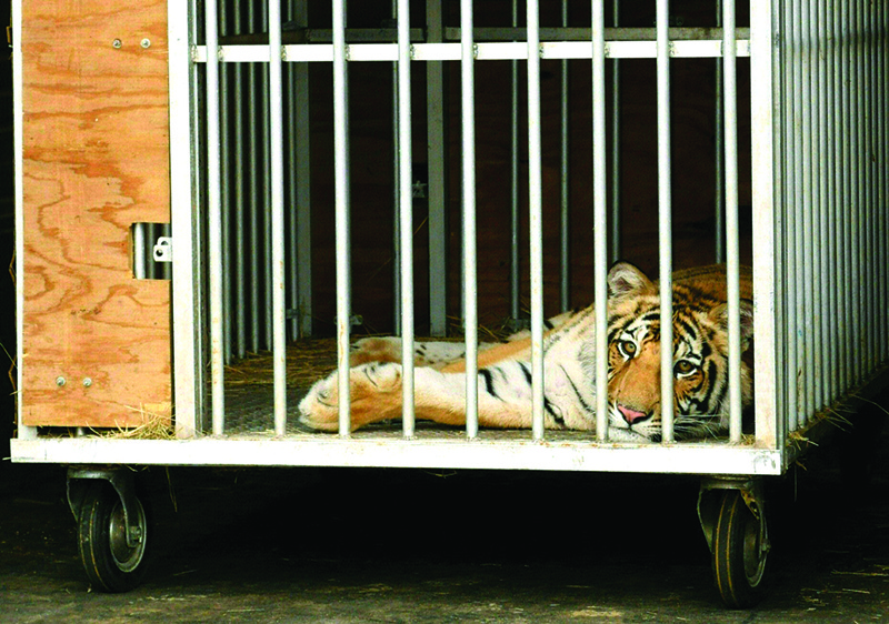 Nine-month-old Bengal tiger called “India” is seen in a cage after being captured by authorities in Houston, Texas.—AFP n