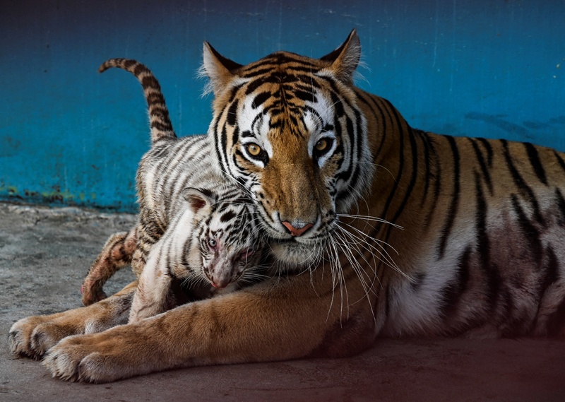 White tiger cub Yanek plays with her mother at the National Zoo in Havana. — AFPn