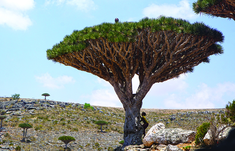 Children climb a Dragon’s Blood Tree on the Diksam Plateau in the centre of the Yemeni island of Socotra. - AFP photosn
