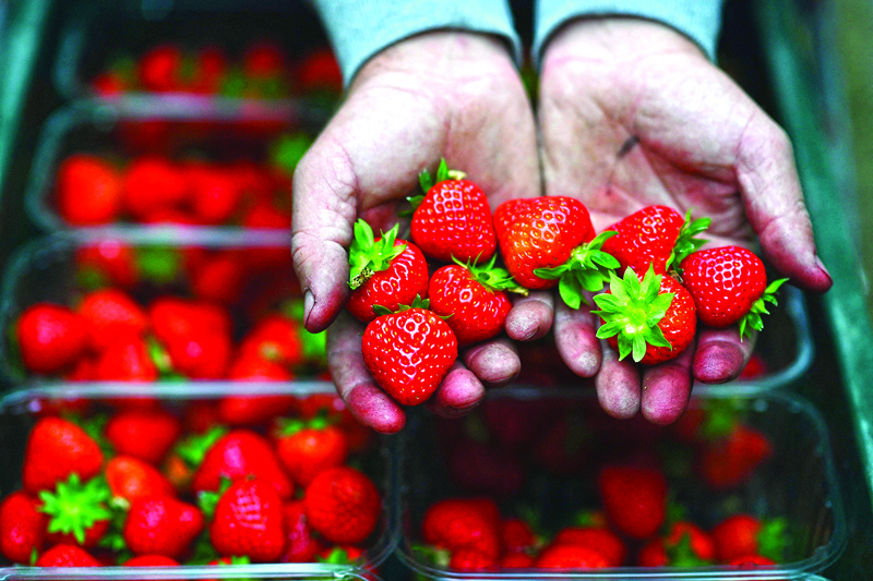 Romanian seasonal worker Constantin Anghel picks strawberries at Hugh Lowe Farms, near Maidstone, Kent. — AFP photosn