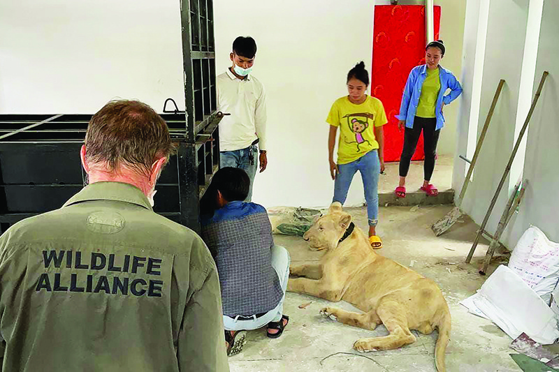 This handout photo taken and released by Cambodia's Ministry of Environment shows a male lion sitting next to a transportation container as it was being confiscated by authorities from a private residence where it was being raised as a pet in Phnom Penh. — AFP photosn
